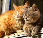 На воскресенье астраханская погода взяла выходной: нам не «подарят» дождь со шквалистым ветром, зато предоставят тепло и солнце