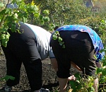 Астраханское правительство добивается безлимитки на завоз мигрантов