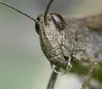 В Астраханской области на борьбу с саранчой потратят более 8 миллионов рублей