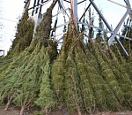 В Астрахани заработает в два раза больше елочных базаров