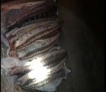 800 кг браконьерской красной рыбы изъяли в Астраханской области