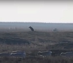 Рай на земле? Одинокий волк, равнодушный к пасущейся рядом добыче, попал в объектив заповедника