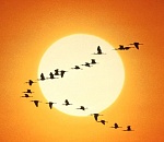 Осень наступила, все ракеты улетели на ИГ...