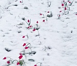 Самый красочный природный фестиваль в Астраханской области отменили