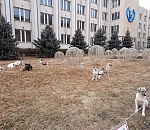 Не дельный обзор. Астрахань собачья