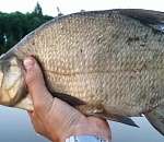 Полторы тонны казахстанских лещей не попали на рынки Астрахани