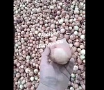 Редкая и удивительная история с луком произошла в Астраханской области