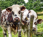 Кому выгодна ликвидация крестьянско-фермерских хозяйств?