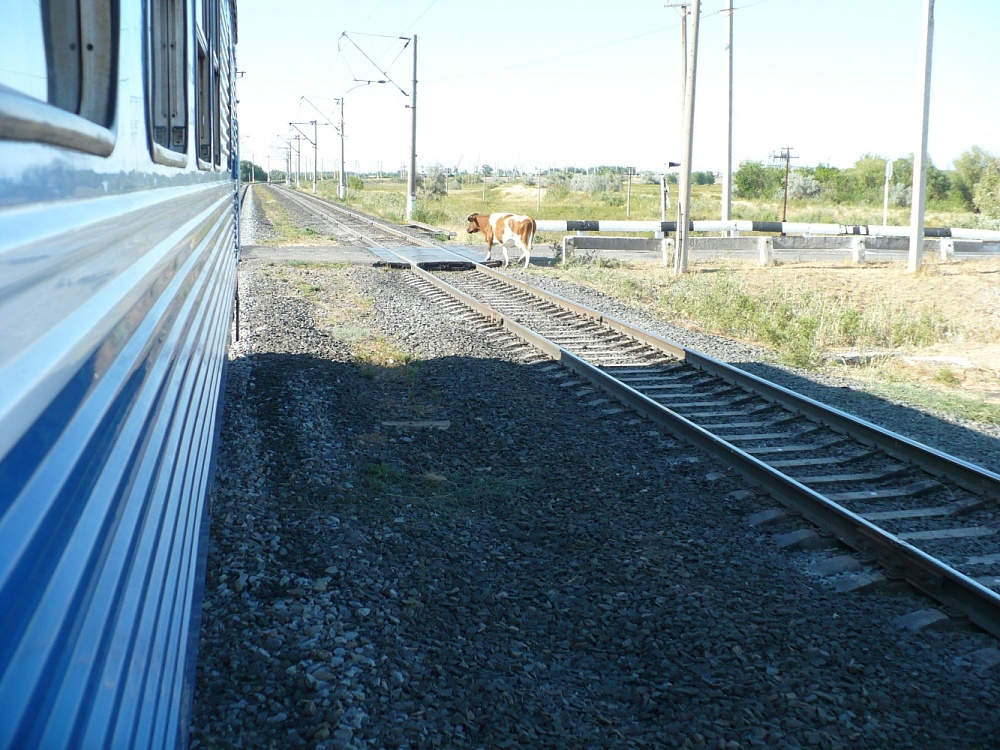 Астраханские железнодорожники обеспокоены учащением выхода домашних животных на пути