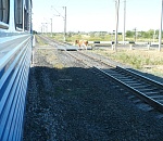 Астраханские железнодорожники обеспокоены учащением выхода домашних животных на пути