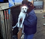 Астраханский приют "Верный друг" наказан за ненадлежащее обращение с животными