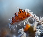 В Астрахань приходят ночные заморозки