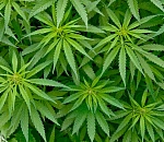 Астраханец прокатил с ветерком полтора килограмма наркотиков