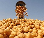 Астраханская область нацеливается на новый овощной рекорд