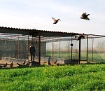 В Астраханской области выпустили на волю 370 фазанов