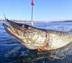 В Астраханской области пройдут рыбацкие соревнования и фестиваль