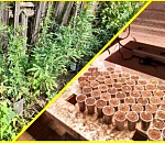 На севере Астраханской области полиция нашла плантацию конопли