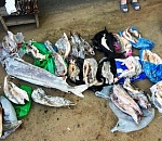 На обнаружение у него икры и туш осетровых рыб астраханец заявил, что всё это сам нашел на берегу реки