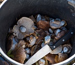 Записки астраханского натуралиста. Вся правда об астраханских грибах