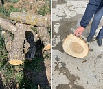 Астраханец срубил ясеней на 750 тысяч рублей