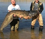 В Астраханской области поймали гигантского сома