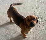 Первый пес из нового приюта на Бабаевского обрел семью