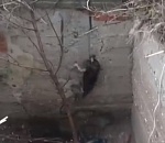 В Астрахани пес застрял в коллекторе. На помощь пришли полицейский и волонтеры (ВИДЕО)