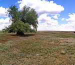 В Астраханской области выросла ива рекордного размера