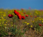 Записки астраханского натуралиста. Сухая весна оставила полупустыни без цветов
