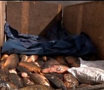 В Астрахани перекупщикам продавали рыбу с кузова «Газели» 