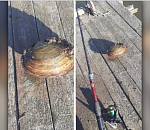 Астраханец поймал мидию размером с тарелку