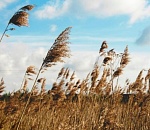 В воскресенье астраханская погода будет по летним нормативам – жарко и чуть ветрено