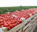 2024 год: Астраханский АПК установил новые рекорды по валовой продукции и овощебахчевому сбору