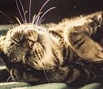 В Астрахань идет долгожданное потепление