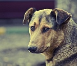 Астраханец, зарезавший собаку на глазах у детей, пошел под суд