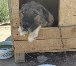 Съедают тоннами: астраханский приют рассказал, сколько корма уходит собакам