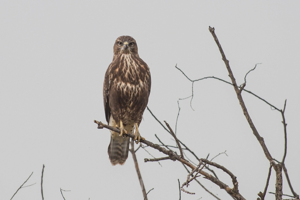 Записки астраханского натуралиста. Истребители грызунов