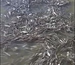 Все нагнетают. Министр природных ресурсов РФ считает, что маловодье на Волге неопасно для рыбы