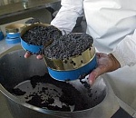 Реализация астраханской черной икры за полгода выросла на 38 процентов
