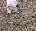 На берег Волги под Астраханью вывалили мешки с трупами собак