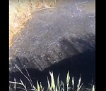 В Астрахани засняли тучу рыбы, застрявшую в тупике: видео