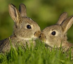 Астраханцы разорили чужую дачу, чтобы построить домик для кроликов