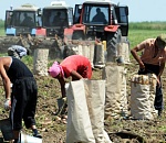 В этом сезоне на уборке урожая в Астраханской области трудятся до 6 тысяч мигрантов