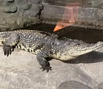 Крокодил Гена из зоопарка «Баба Фрося» передает привет астраханцам