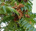 Записки астраханского натуралиста. Чем угрожают адвентивные растения