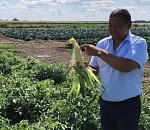 В Астраханской области выращивают мини-арбузы "Началово"