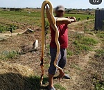 Астраханцы поймали и сфотографировали огромных змей