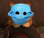 Суд привлек к ответственности 359 астраханцев за отсутствие масок