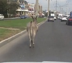По Астрахани снова гулял одинокий ослик
