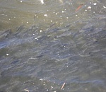 Ажиотаж с кучей рыбы в ерике Перекатный в Астрахани привел к массовой незаконной рыбалке